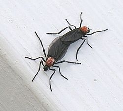 Love Bugs