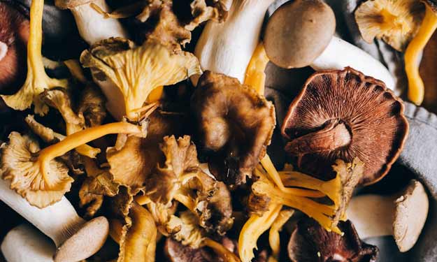 Assortment of Mushroom Ingredients in Coffee, Powders, and Gummies.
