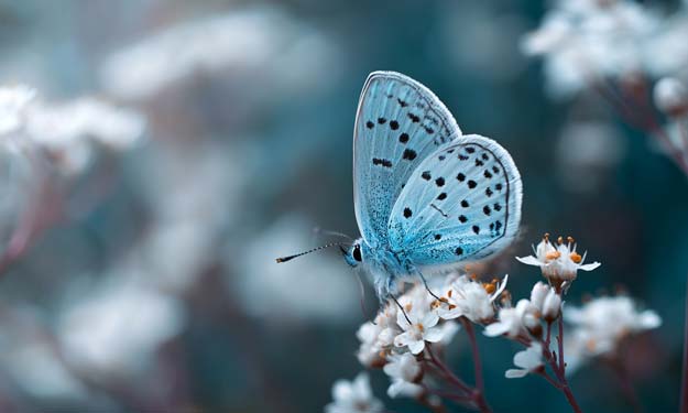 Blue Butterfly on White Flower.