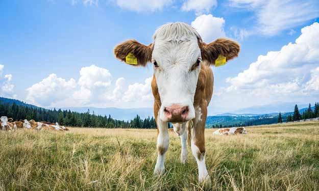 Cow in a Field. Beef Tallow Skincare. The Good. The Hype.