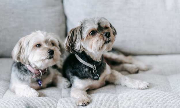 Dogs on a Couch and Can Gabapentin Help a Cancer Related Cough?