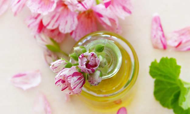 Rose Geranium Plant Material Being Extracted for Essential Oil.