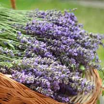 Basket Full of Fragrant Lavender