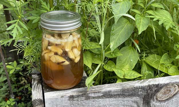 A Jar of Honey Infused with Garlic, Lemon, Ginger, Cinnamon for Cough Syrup.