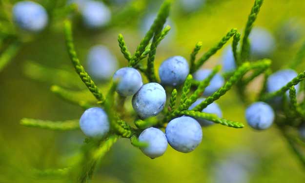 Juniper Berry