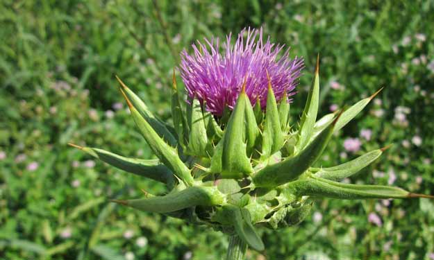Milk Thistle Plant and How It Can Benefit You.