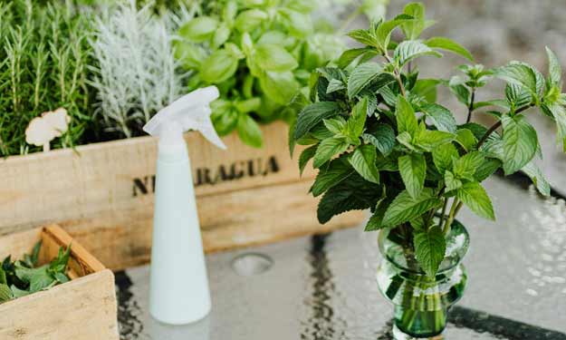 Peppermint Spray to Help Keep Love Bugs Away